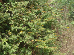 Combretum fruticosum, photograph (c) Alexis López Hernández, some rights reserved (CC BY)