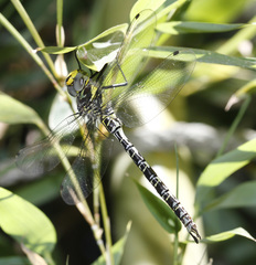 Caliaeschna microstigma