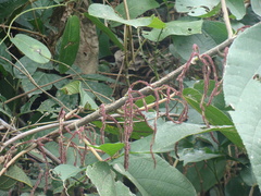 Myriocarpa longipes, photograph (c) Alexis López Hernández, some rights reserved (CC BY)