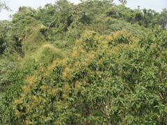 Triplaris melaenodendron