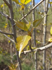 Populus × sibirica