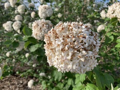 Viburnum carlcephalum