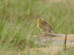Hemimacronyx chloris