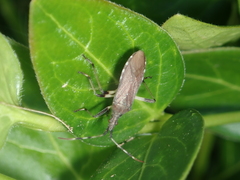 Dicranocephalus albipes