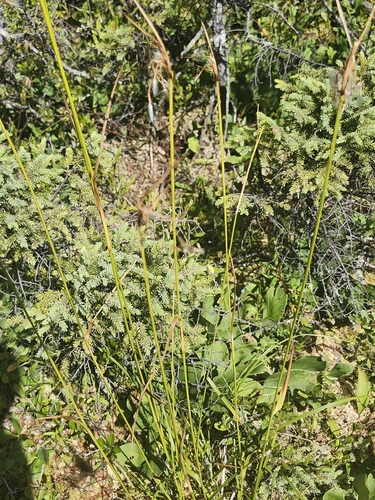 Eriophorum viridicarinatum observed 2026-07-30