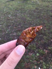 Abantiades atripalpis