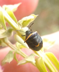 Cosmopepla decorata