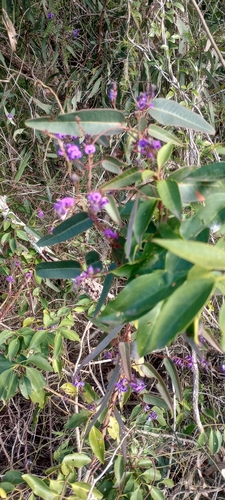 False Sarsaparilla