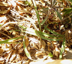 Eulophia hians inaequalis