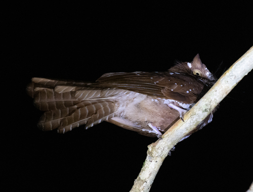 Starry Owlet-nightjar (Aegotheles tatei), photo 6
