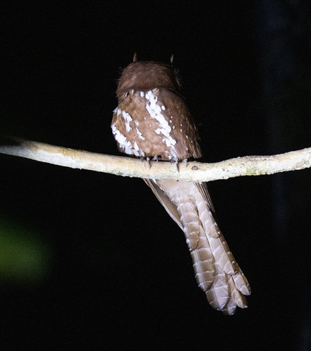 Starry Owlet-nightjar (Aegotheles tatei), photo 2