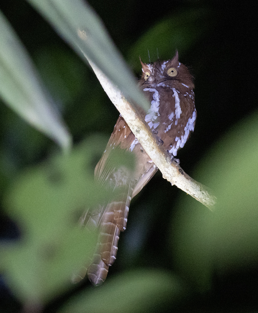 Starry Owlet-nightjar