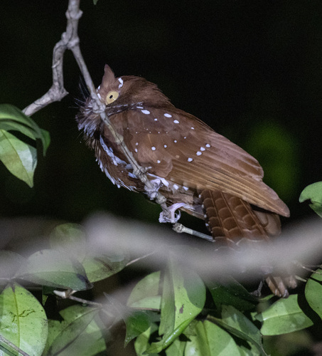 Starry Owlet-nightjar (Aegotheles tatei), photo 5