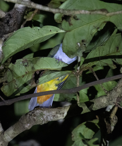 Beautiful Fruit Dove (Ptilinopus pulchellus)