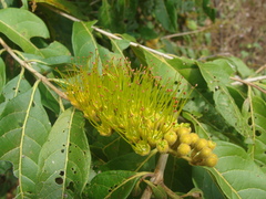Combretum fruticosum, photograph (c) Alexis López Hernández, some rights reserved (CC BY)