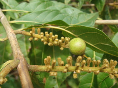 Combretum fruticosum