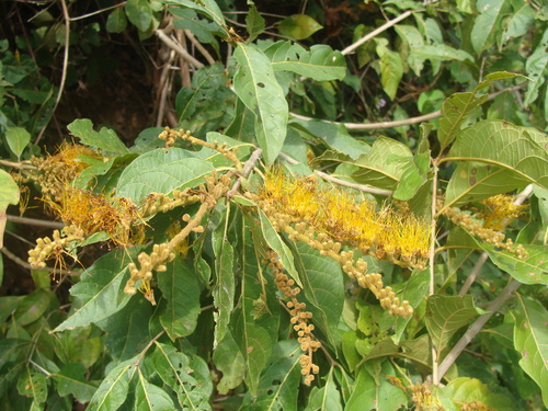 Combretum fruticosum, photograph 3