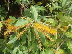 Combretum fruticosum, photograph (c) Alexis López Hernández, some rights reserved (CC BY)