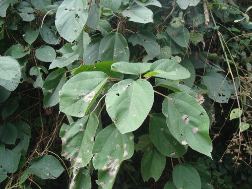 Myriocarpa longipes, photograph 4