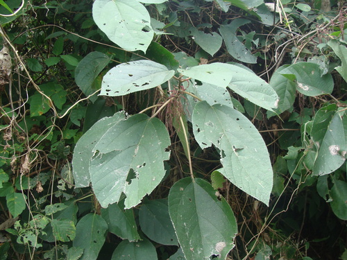 Myriocarpa longipes, photograph 3