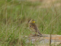 Hemimacronyx chloris