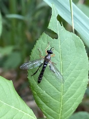 Dioctria rufipes