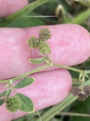 Medicago minima, photograph (c) Илья Руденко, some rights reserved (CC BY)