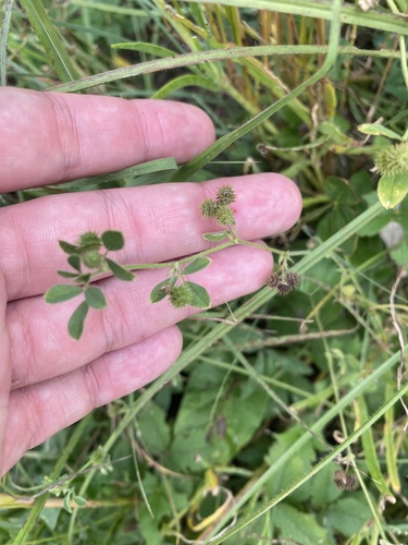 Medicago minima, photograph 6