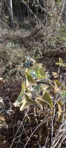 Velvet-leaf