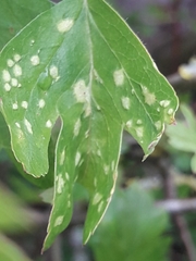 Eriophyes crataegi