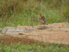 Hemimacronyx chloris