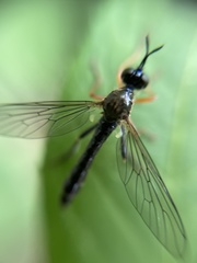 Dioctria rufipes