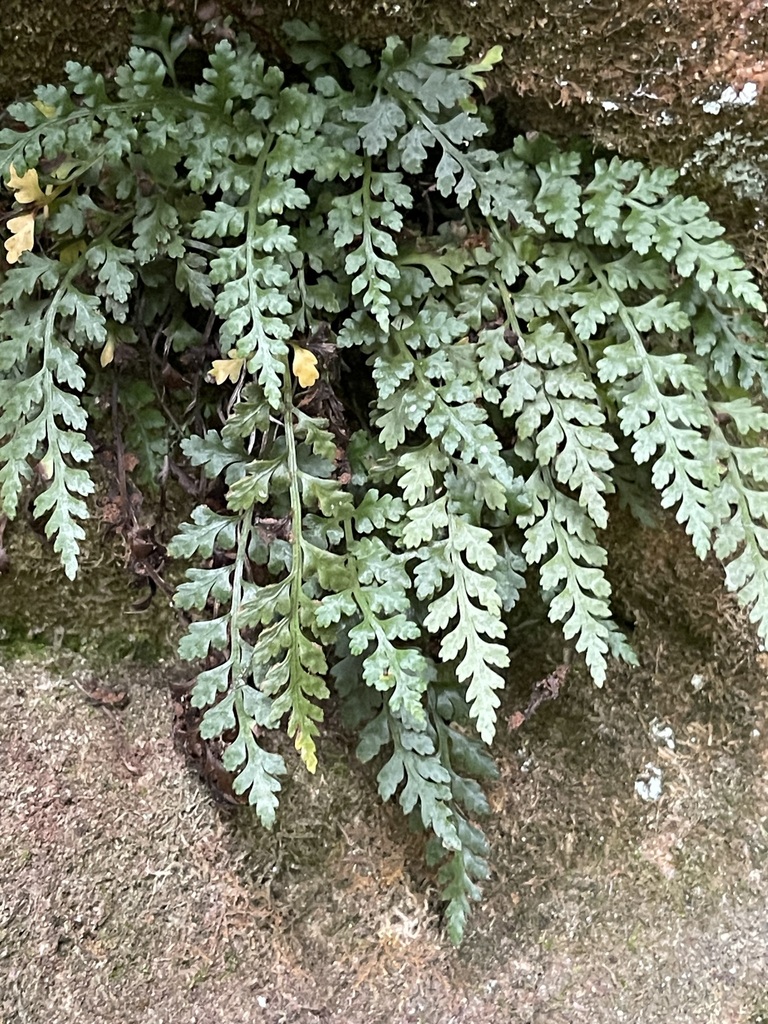 Mountain Spleenwort fronds rooted in a narrow sandstone crevice