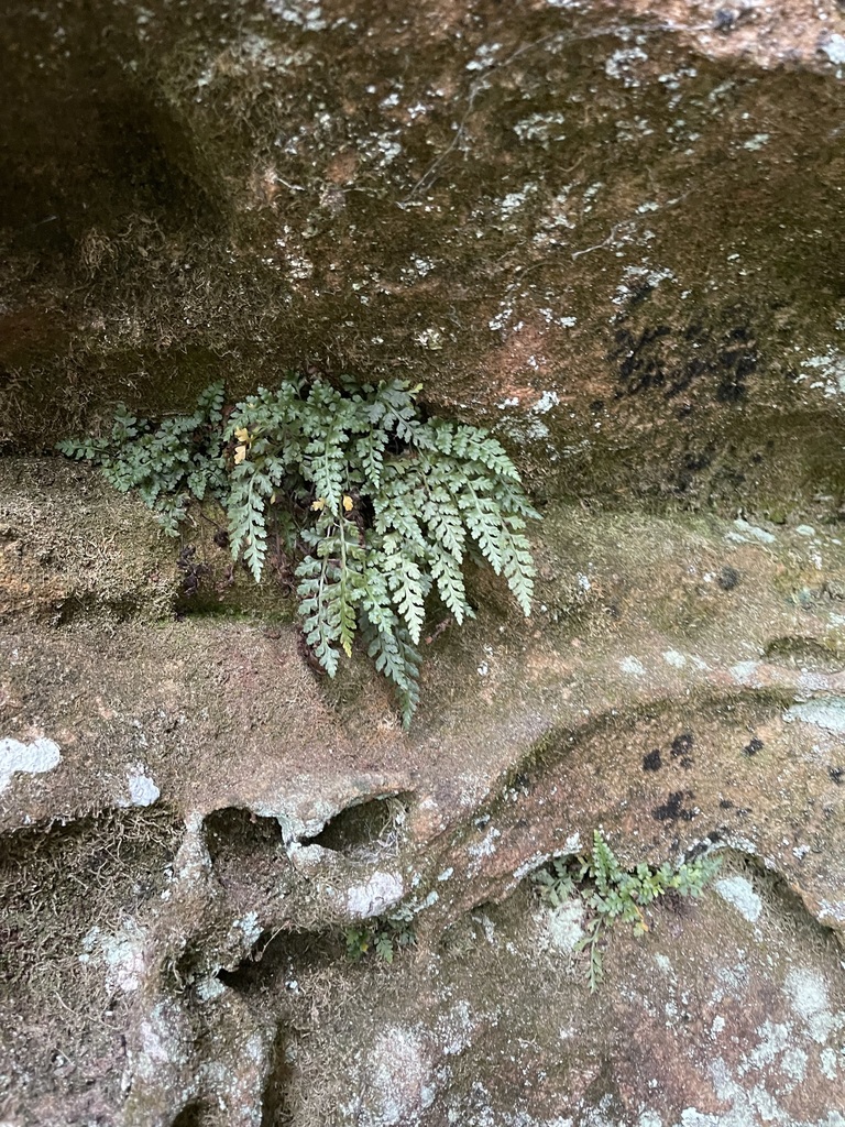Wider view of Mountain Spleenwort rooted in a sandstone crevice