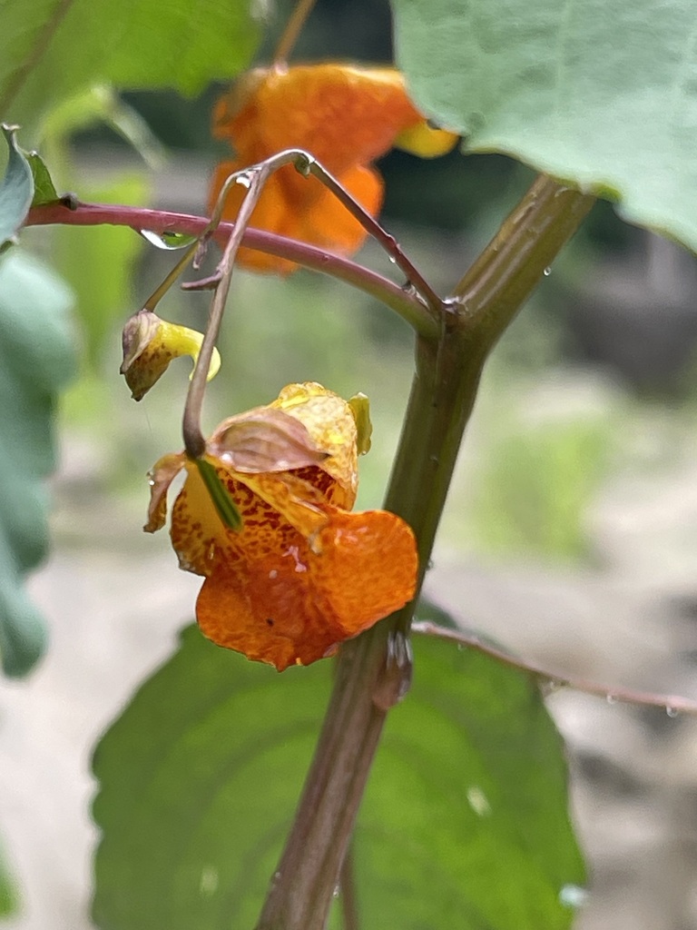 Sharp side view of a spotted orange Common Jewelweed flower with water droplets on the stem
