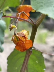 Spotted orange Common Jewelweed flower with droplets on its stem