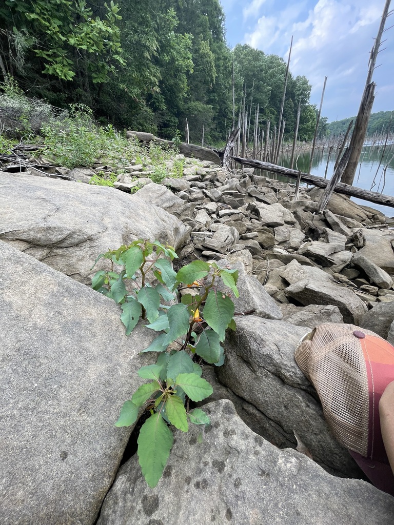 Wide view of Common Jewelweed on a rocky Appalachian shoreline