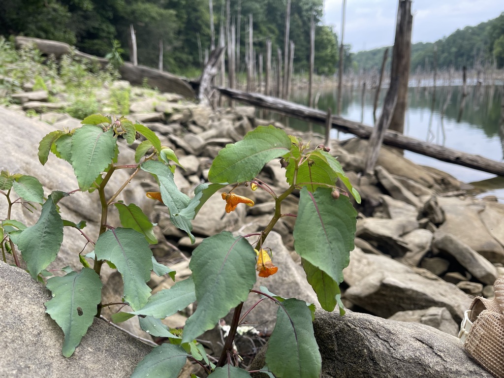 Common Jewelweed beside lake water and standing snags