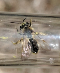 Andrena rugosa