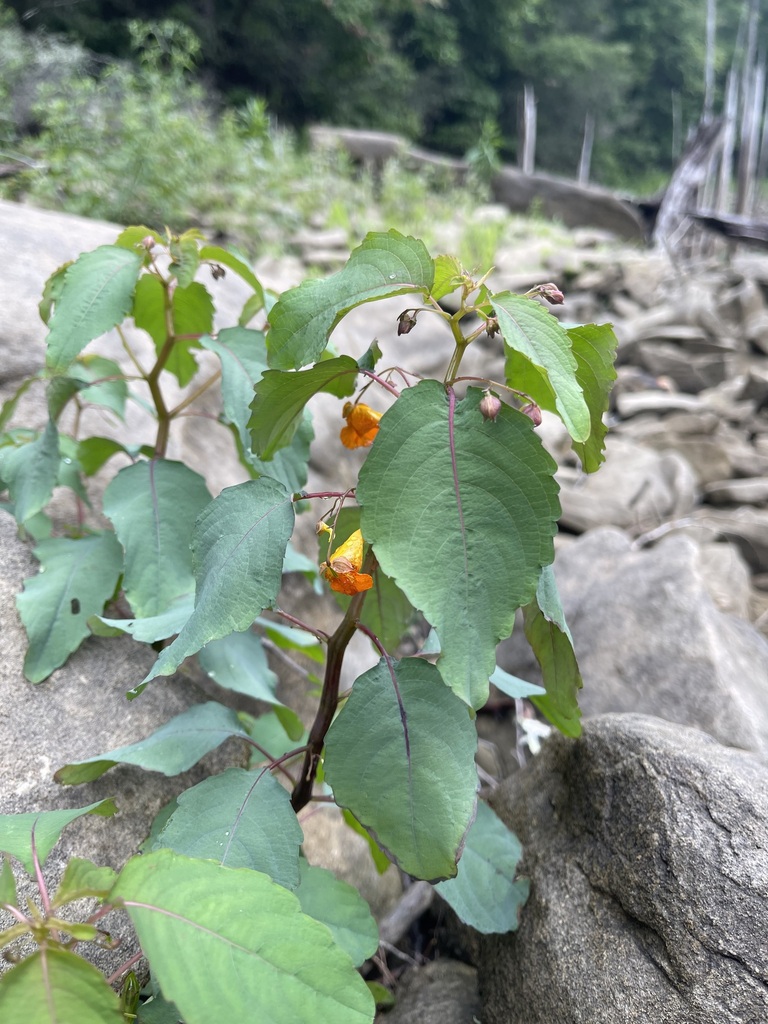 Common Jewelweed plant growing among shoreline rocks