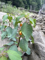 Common Jewelweed rooted among rocks beside Laurel