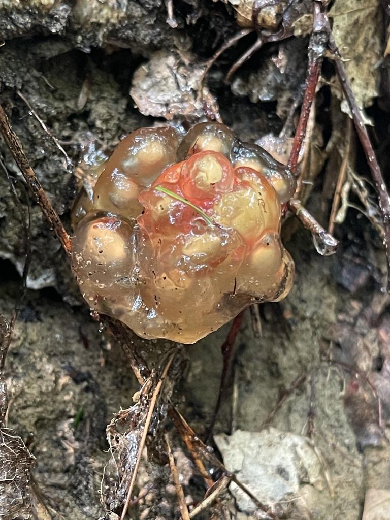 Stalked Puffball-in-Aspic — pale immature gelatinous form