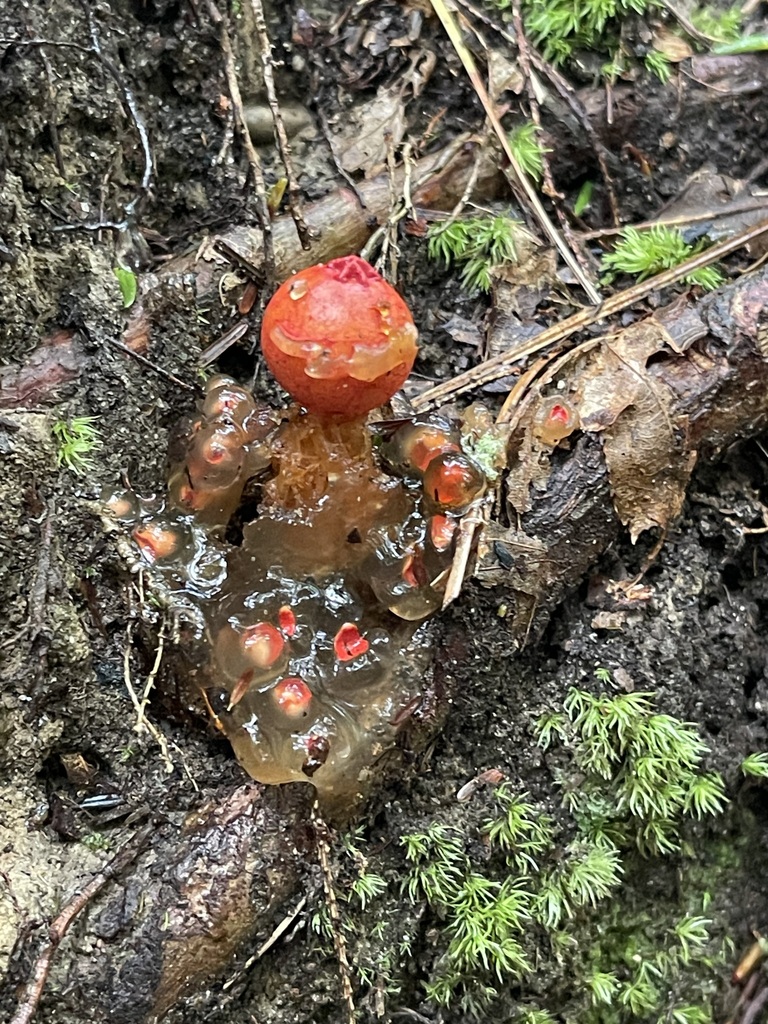 Stalked Puffball-in-Aspic — colony of red and translucent forms