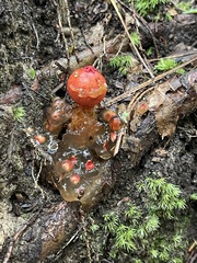 Stalked Puffball-in-Aspic — colony of red and translucent forms