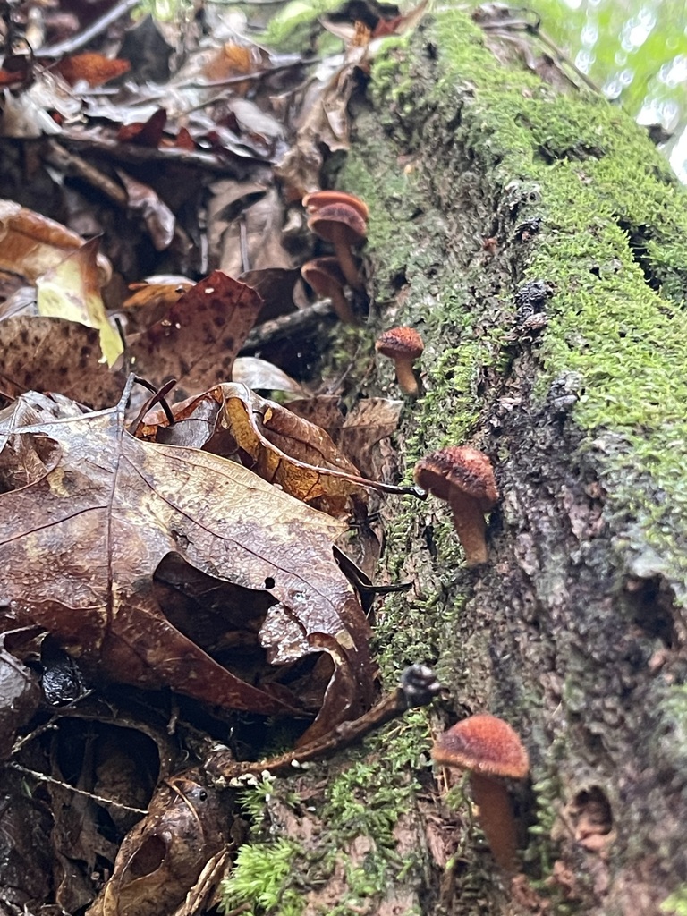 Wider vertical view of Powder-Scale Pholiota mushrooms and fallen-wood substrate