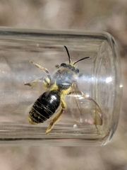 Andrena rugosa