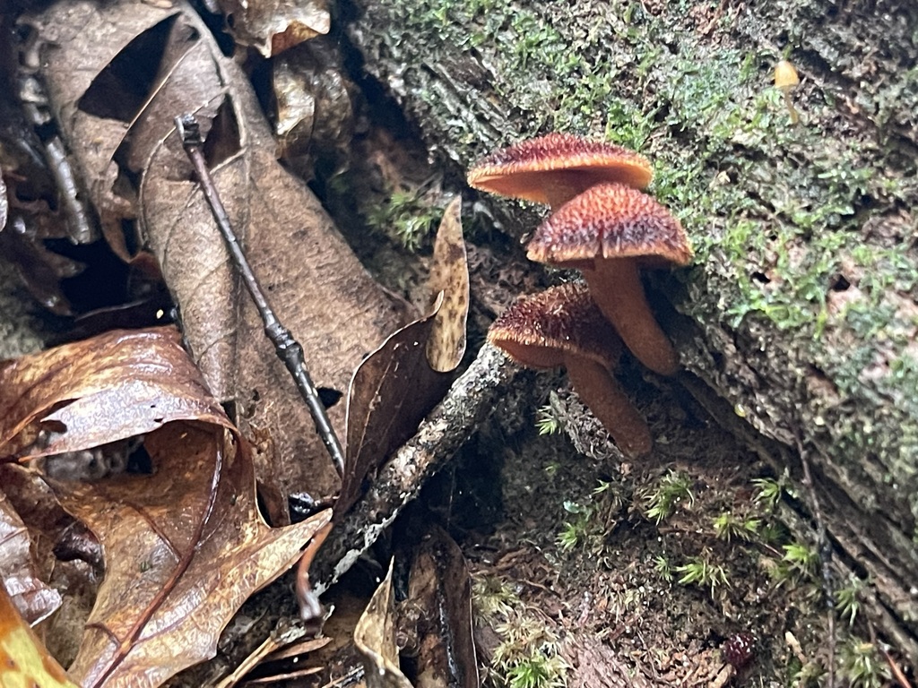 Three small Powder-Scale Pholiota mushrooms on decaying hardwood