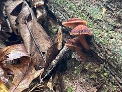 Three small Powder-Scale Pholiota mushrooms on decaying hardwood