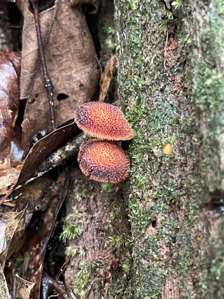 Side view of a Powder-Scale Pholiota cap, gills, and slender stalk