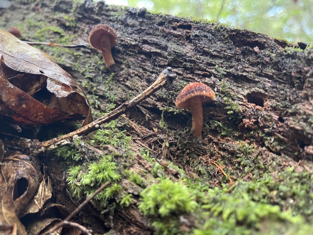 Several Powder-Scale Pholiota mushrooms spaced along decaying wood
